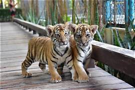 Nong Nooch without Lunch + Floating Market + Tiger Park (Transfer)